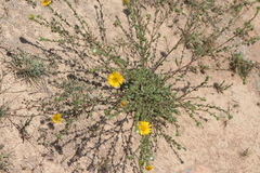 Grindelia subdecurrens