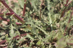 Grindelia subdecurrens