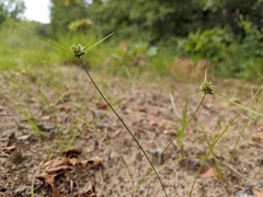 Cyperus lupulinus macilentus