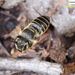 Megachile abluta - Photo (c) Homemountain/Shan Gui, some rights reserved (CC BY-NC), uploaded by Homemountain/Shan Gui