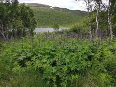 Aconitum septentrionale