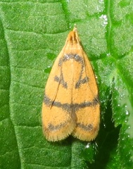 Periacma delegata