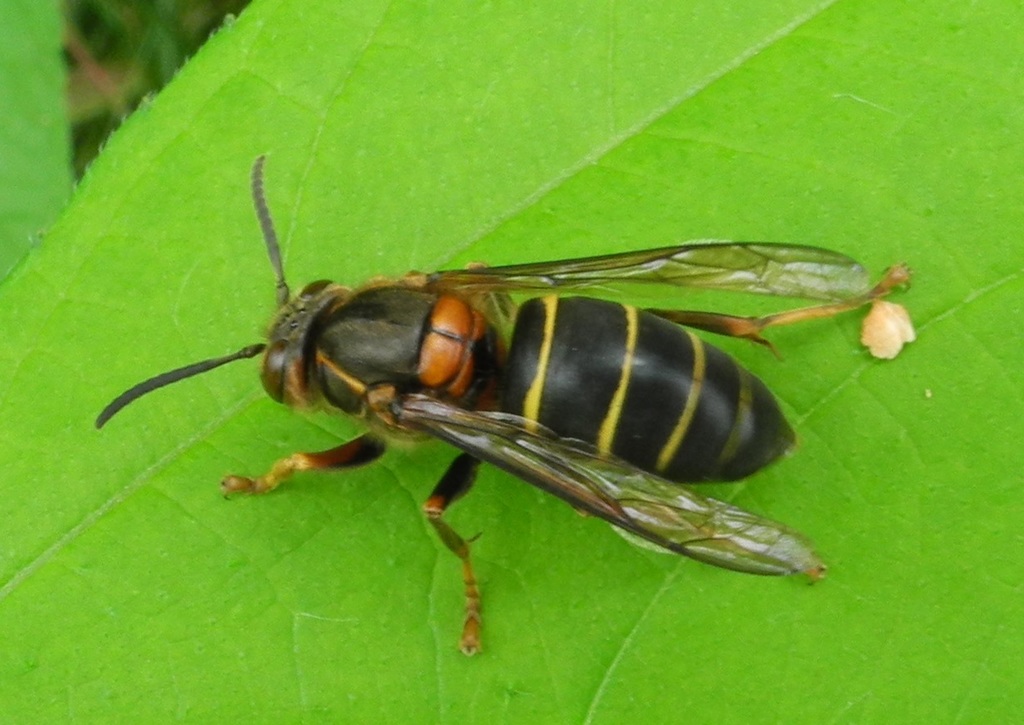 Dolichovespula kuami