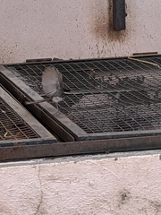 Rhipidura albogularis