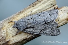 Acronicta psi