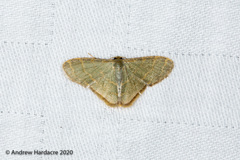 Lophophleps triangularis