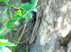 Heremites auratus