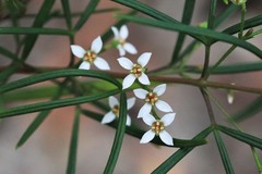 Zieria laxiflora