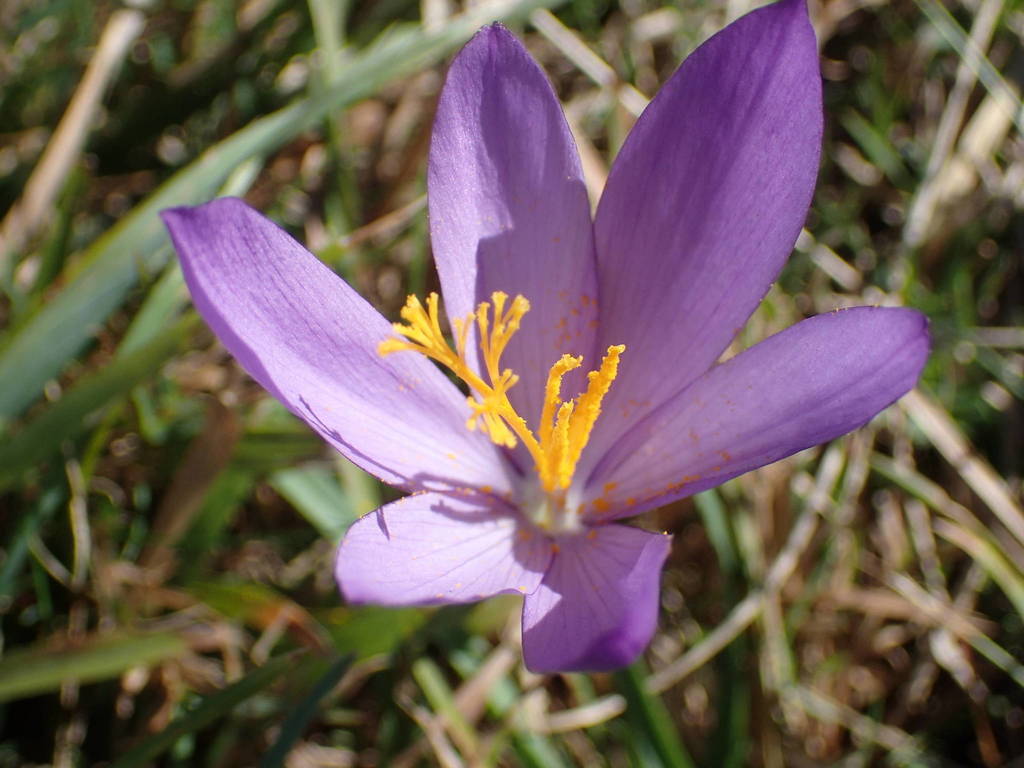 Autumn Crocus