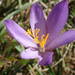 Autumn Crocus - Photo (c) Sylvain Piry, some rights reserved (CC BY-NC), uploaded by Sylvain Piry