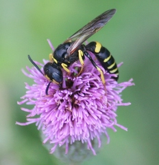Philanthus solivagus