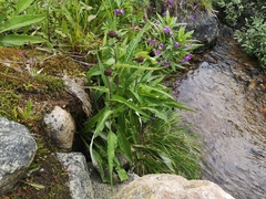 Cirsium heterophyllum