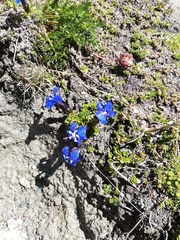 Gentiana bavarica