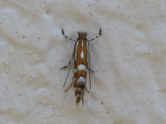 Phyllonorycter insignitella