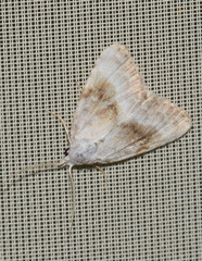 Meganola albula