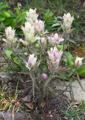 Castilleja pallida
