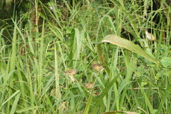 Estrildidae