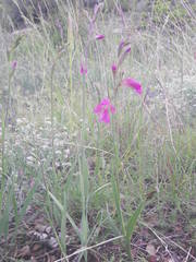 Gladiolus dubius