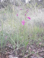 Gladiolus dubius