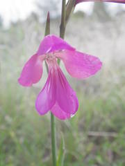 Gladiolus dubius