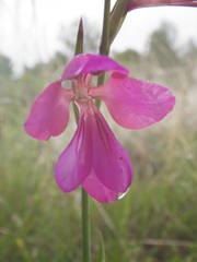 Gladiolus dubius