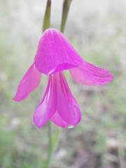 Gladiolus dubius