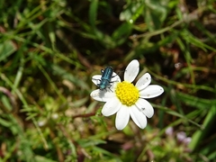 Psilothrix viridicoerulea