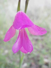 Gladiolus dubius