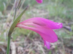 Gladiolus dubius