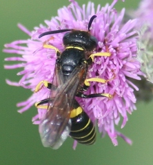 Philanthus solivagus