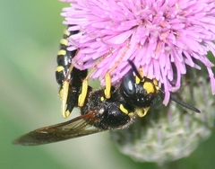Philanthus solivagus