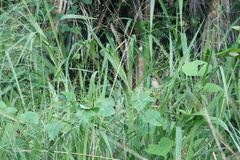 Estrildidae
