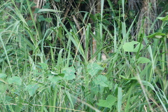 Estrildidae