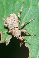 Chalepistes costifer