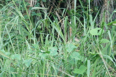 Estrildidae