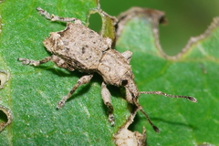 Chalepistes costifer