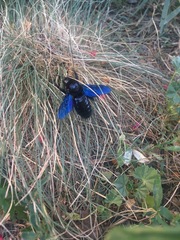 Xylocopa valga