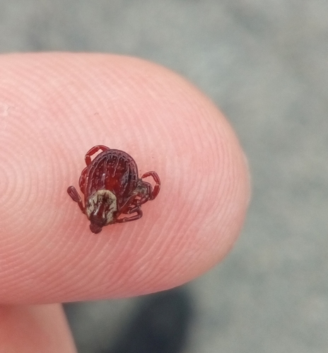 American Dog Tick, photo 7 of 8