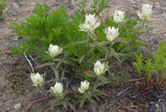 Castilleja pallida