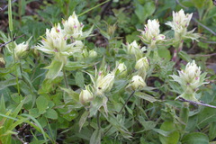 Castilleja pallida