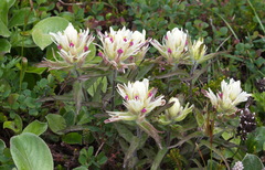 Castilleja pallida