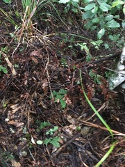 Adiantum cunninghamii