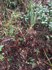 Adiantum cunninghamii