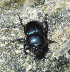 Phelotrupes