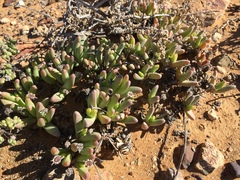 Peersia macradenia