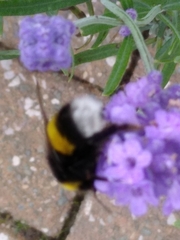 Bombus lucorum