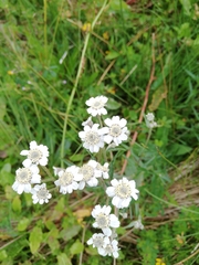 Achillea ptarmica