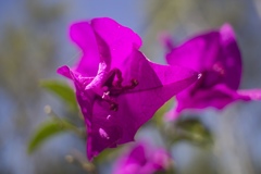 Bougainvillea