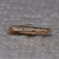 Mompha brevivittella