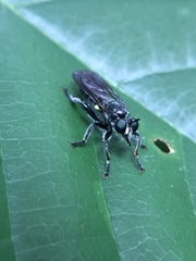 Laphria canis